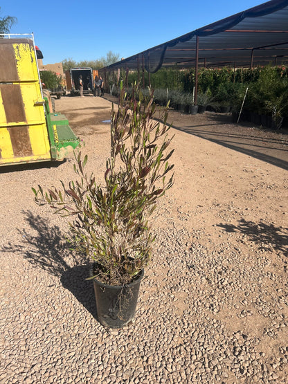 Purple Hopseed