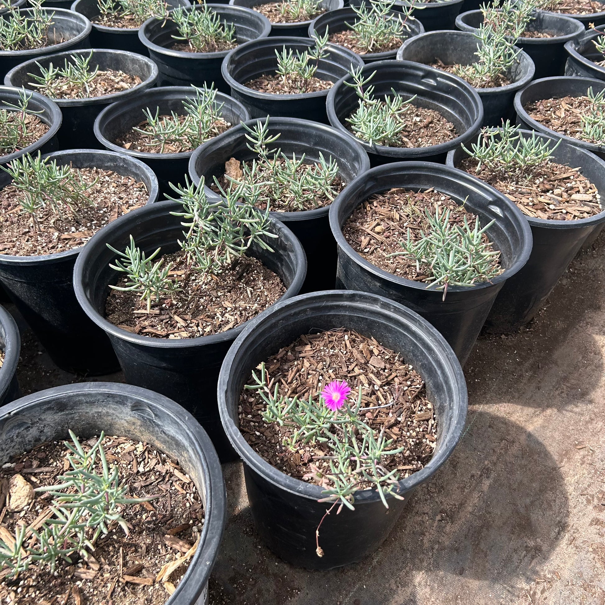 5 gallon Purple Ice Plant (Lampranthus productus) in nursery pot — Phoenix, AZ