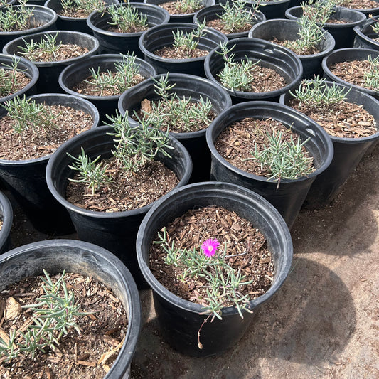 5 gallon Purple Ice Plant (Lampranthus productus) in nursery pot — Phoenix, AZ