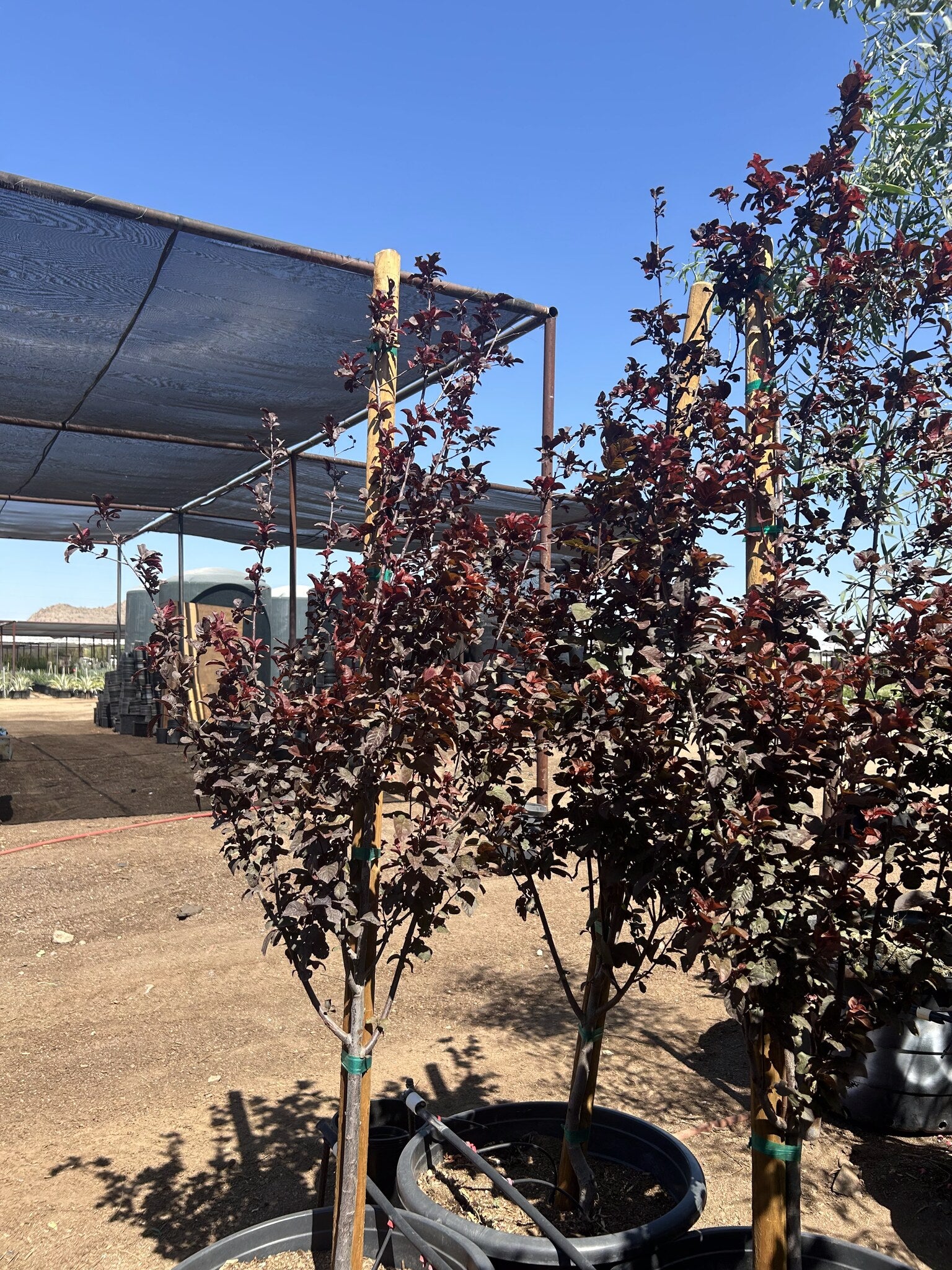 Purple Leaf Plum 24"/25 Gallon