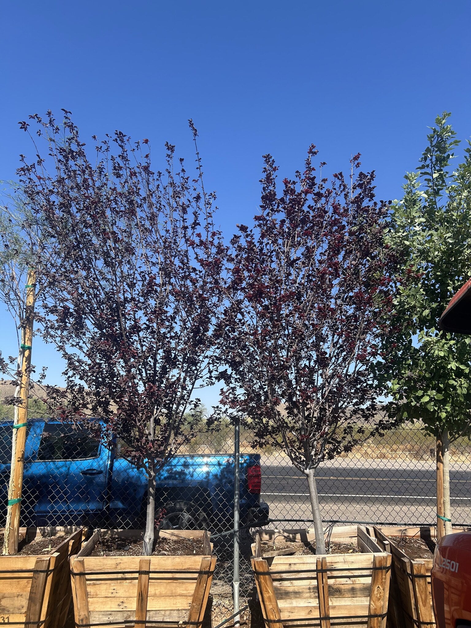Purple Leaf Plum 36"