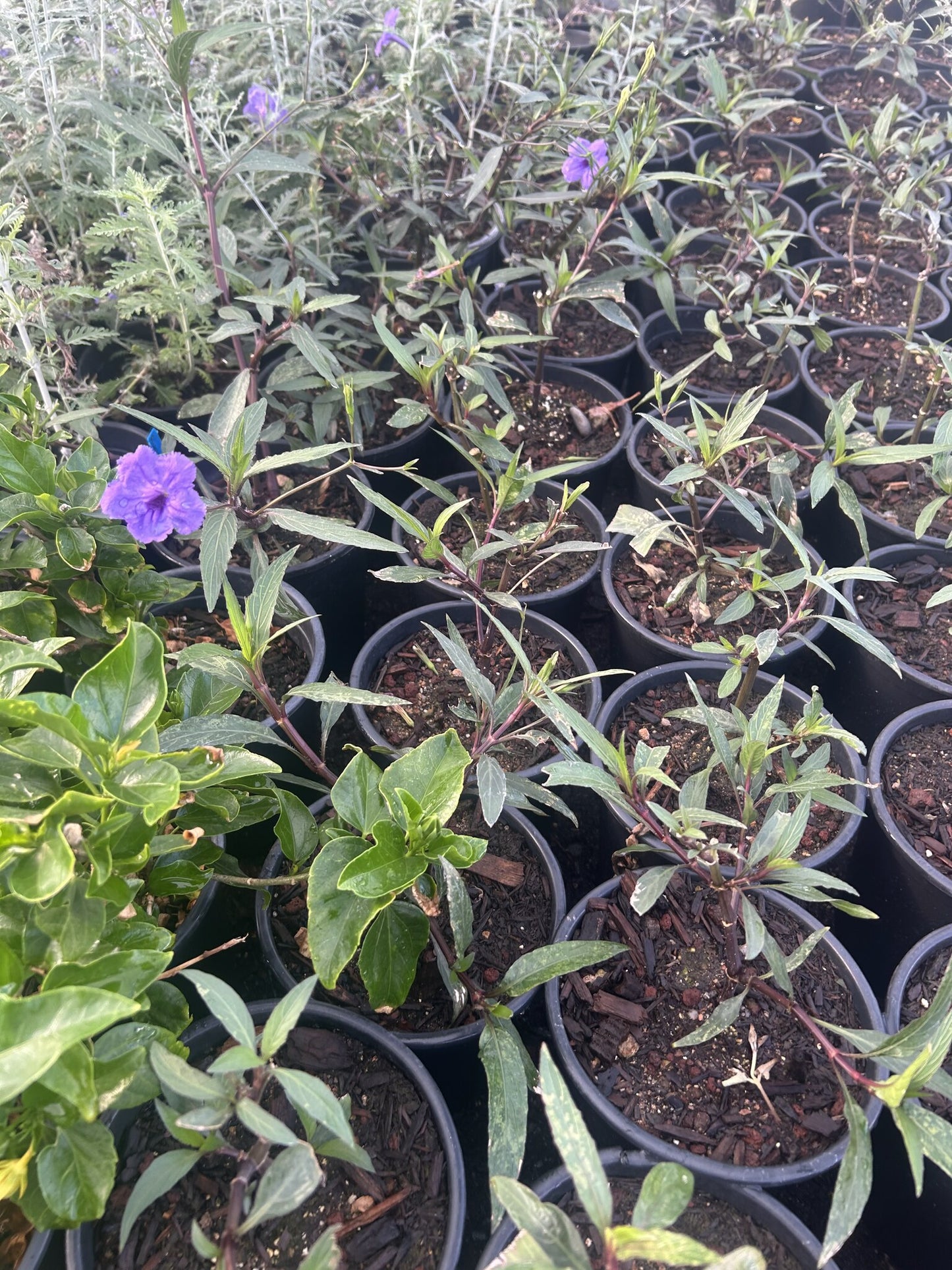 Purple Ruellia