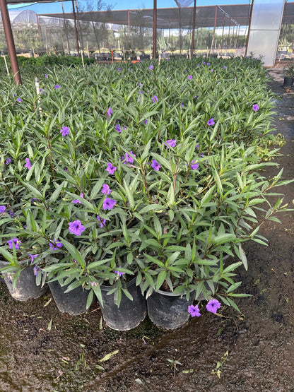 Purple Ruellia - 3/5 Gallon