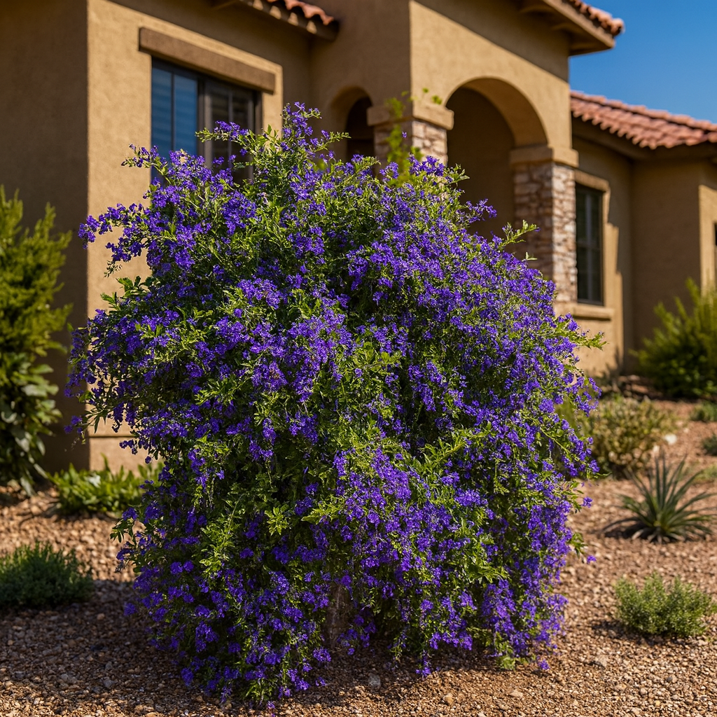 Purple Sky Flower - Staked