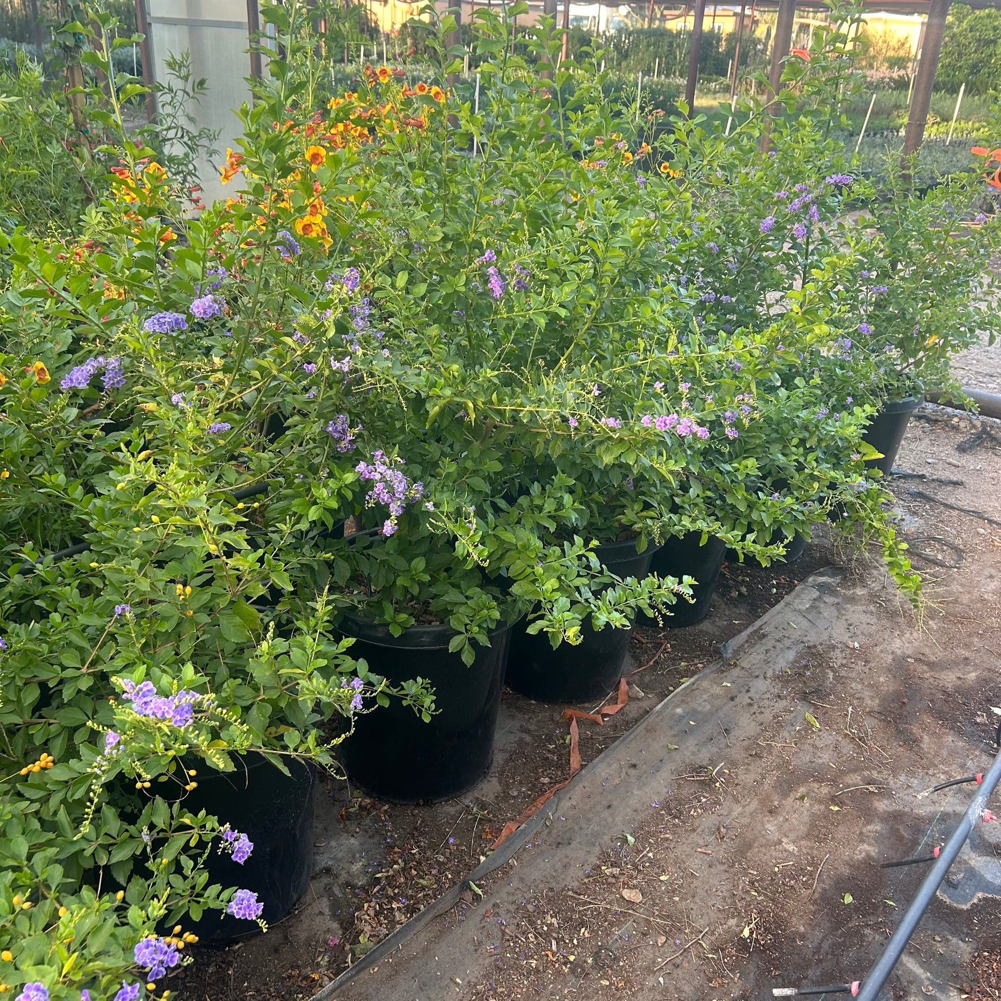 15 gallon Purple Sky Flower (Duranta erecta) in nursery pot — Phoenix, AZ