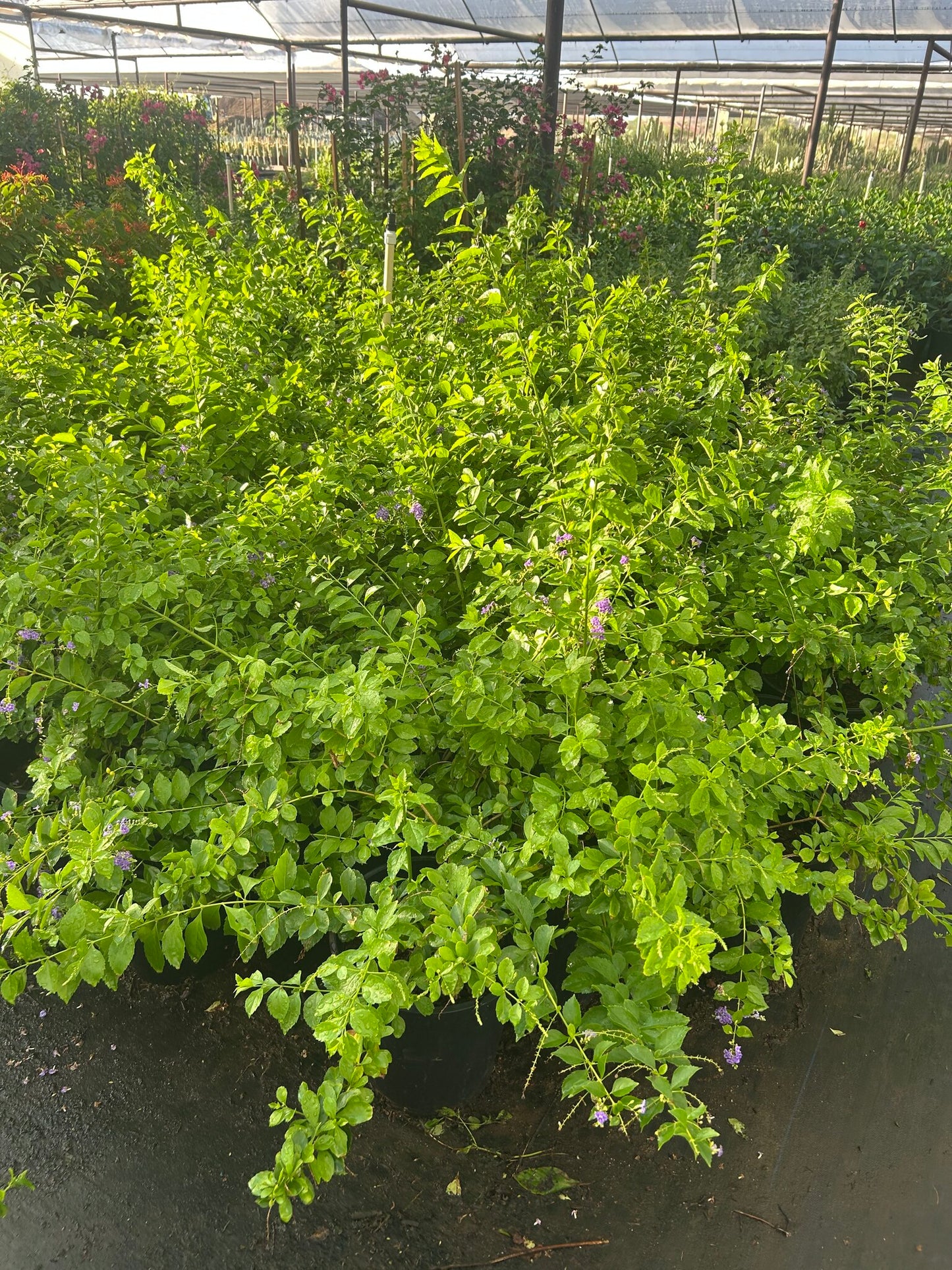 Purple Sky Flower Bush