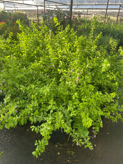 Purple Sky Flower Bush