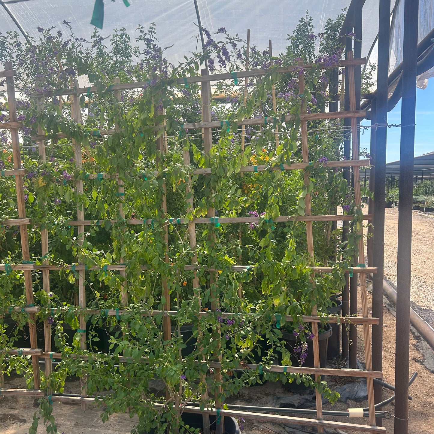 15 gallon Purple Sky Flower Espalier (Duranta erecta) with purple blooms on wooden trellis in nursery — Phoenix, AZ