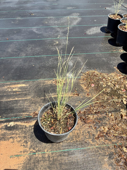 Purple Three Awn 1 Gallon