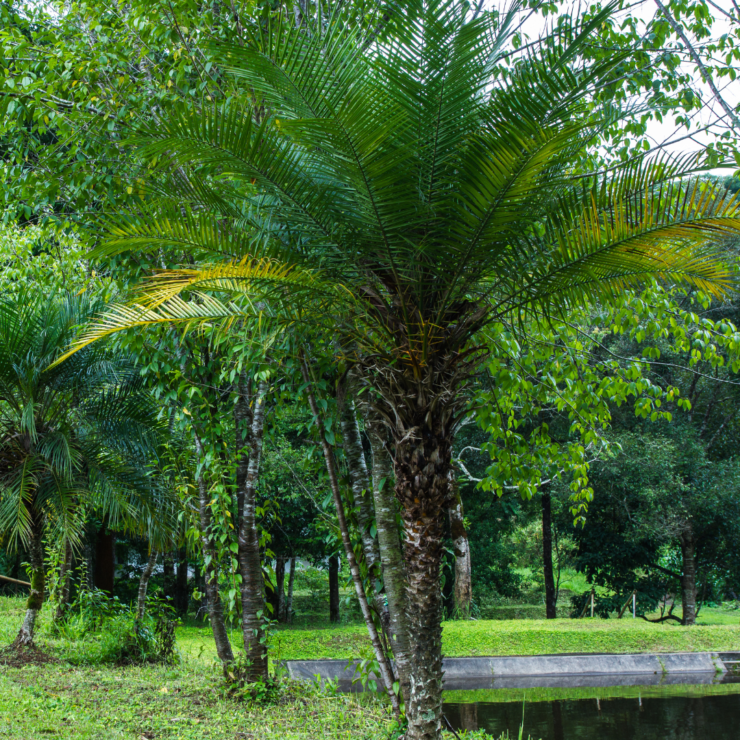 Pygmy Palm