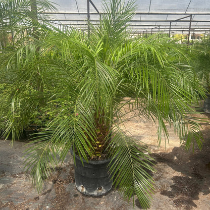 15 gallon Pygmy Date Palm (Phoenix roebelenii) with lush feathery fronds in nursery pot — Phoenix, AZ