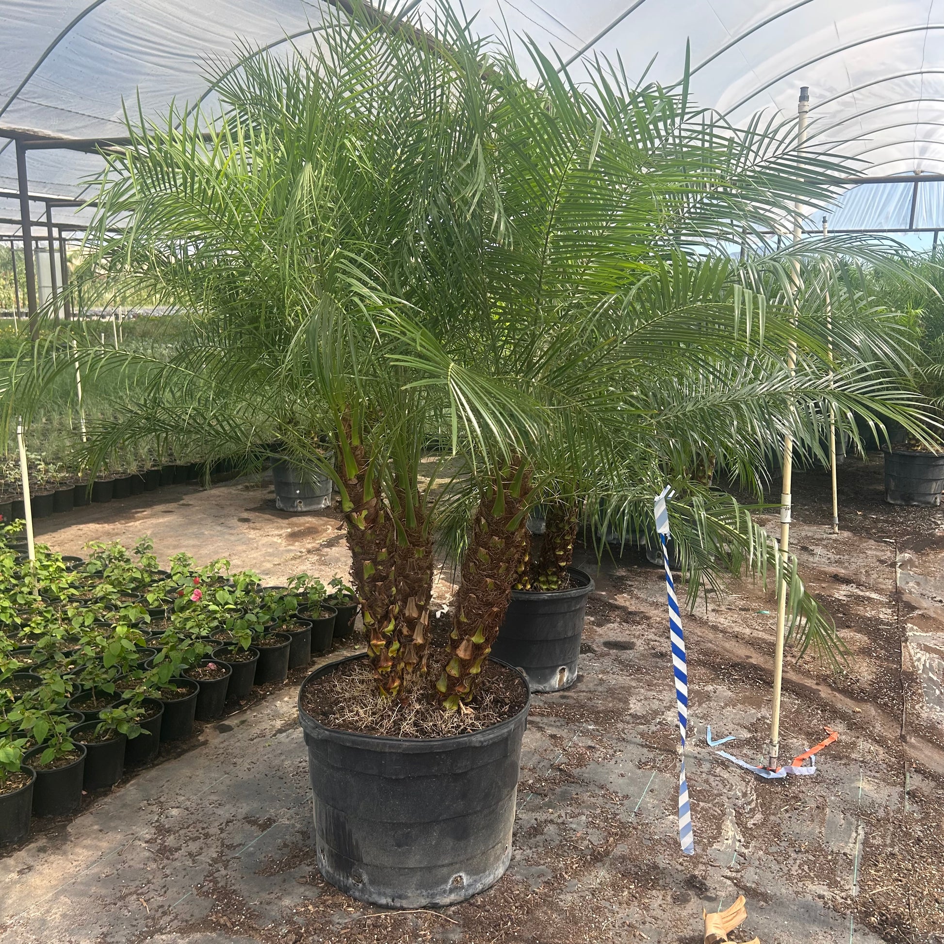 Buy Pygmy Date Palm Phoenix, AZ | Phoenix roebelenii