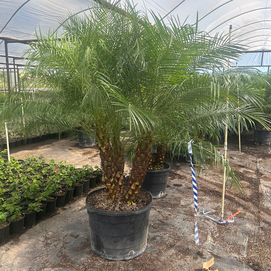 25 gallon Pygmy Date Palm (Phoenix roebelenii) with mature textured trunk and arching fronds in nursery — Phoenix, AZ