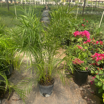 5 gallon Pygmy Date Palm (Phoenix roebelenii) small patio size in nursery — Phoenix, AZ