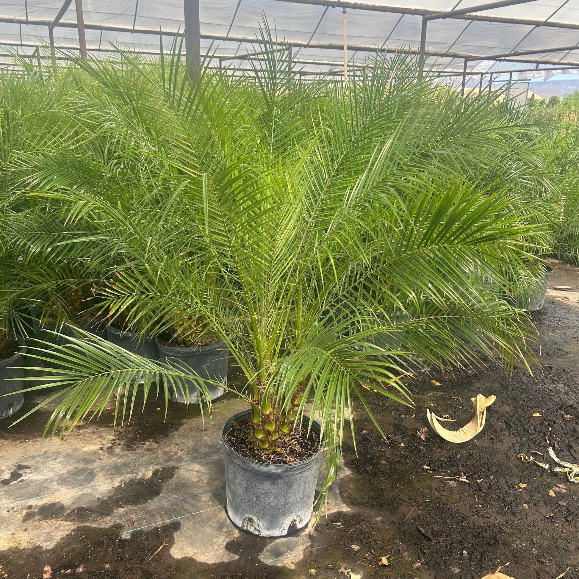7 gallon Pygmy Date Palm (Phoenix roebelenii) compact size with full green fronds in nursery — Phoenix, AZ