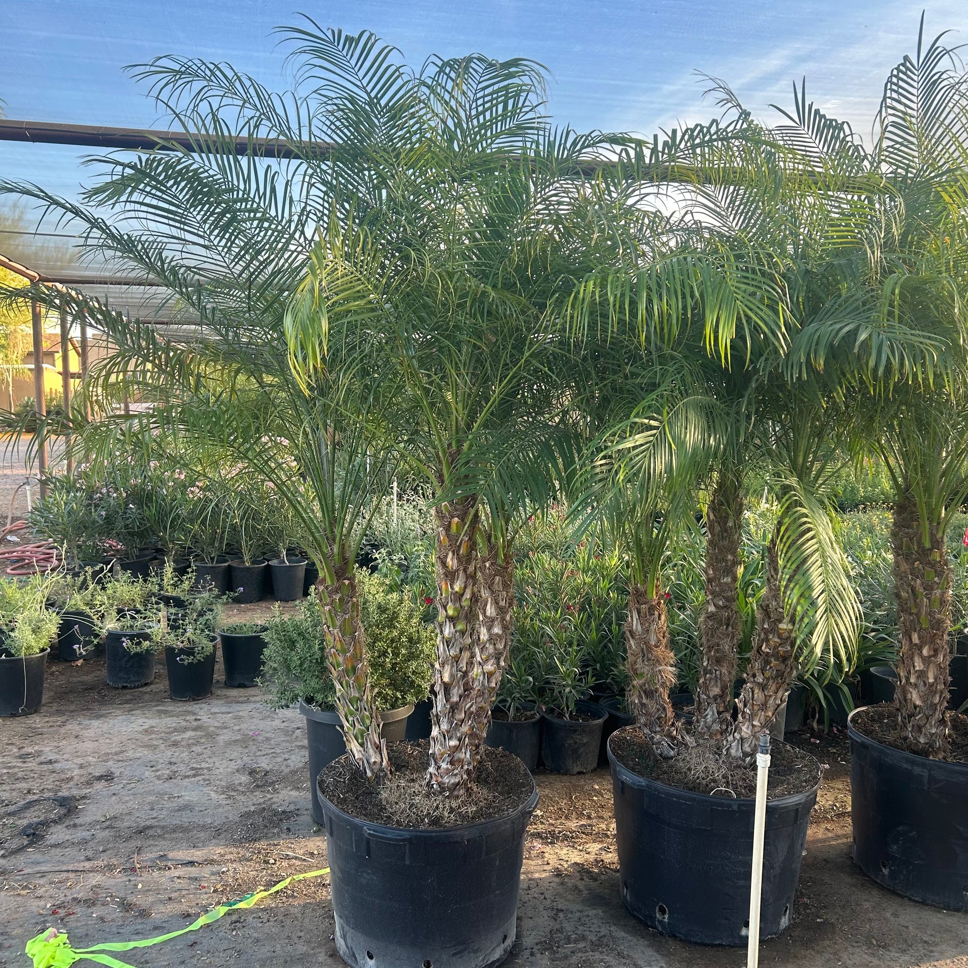 miniature date palm plant Buy Pygmy Date Palm Phoenix, AZ | Phoenix roebelenii