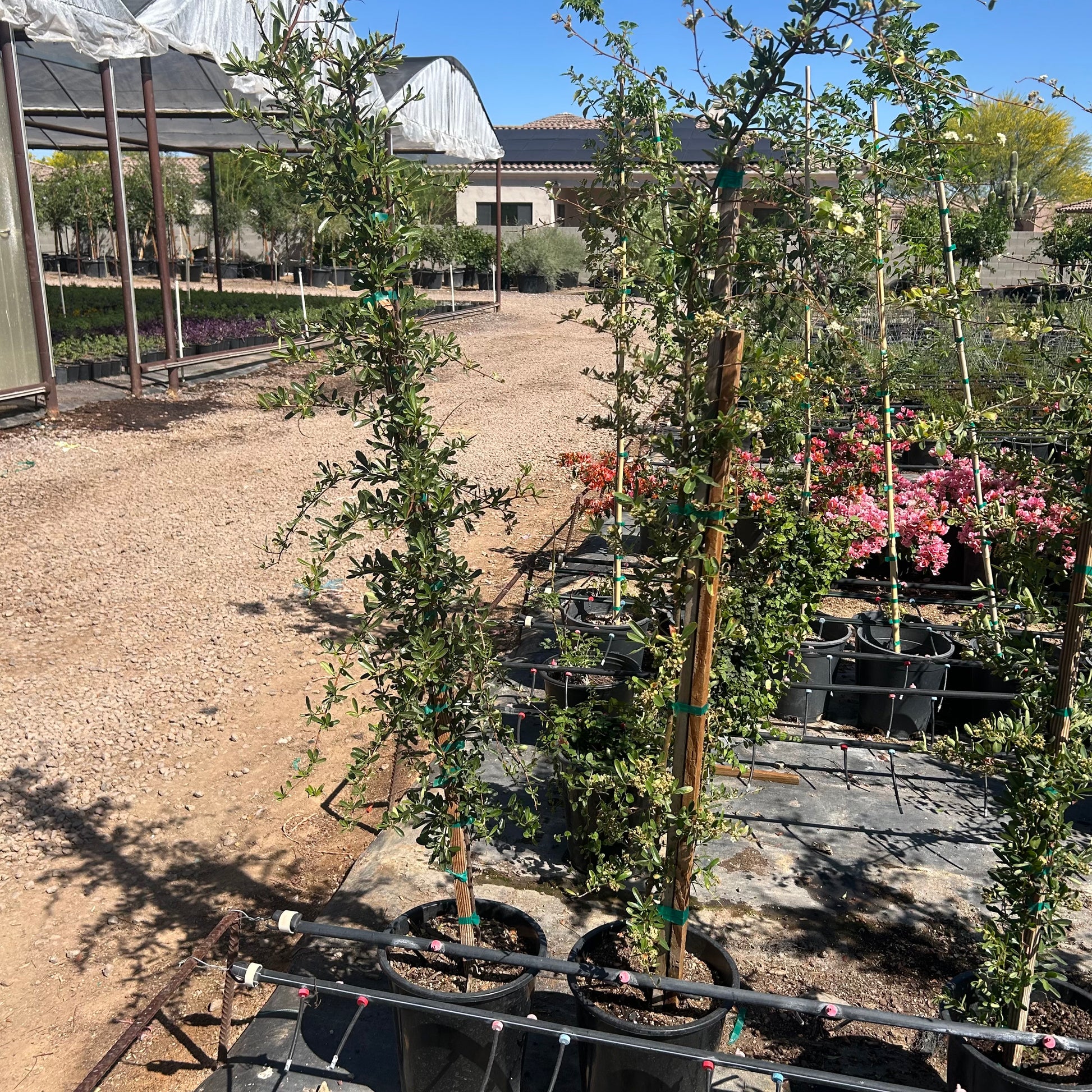 5 gallon Pyracantha (Pyracantha coccinea) in nursery pot — Phoenix, AZ