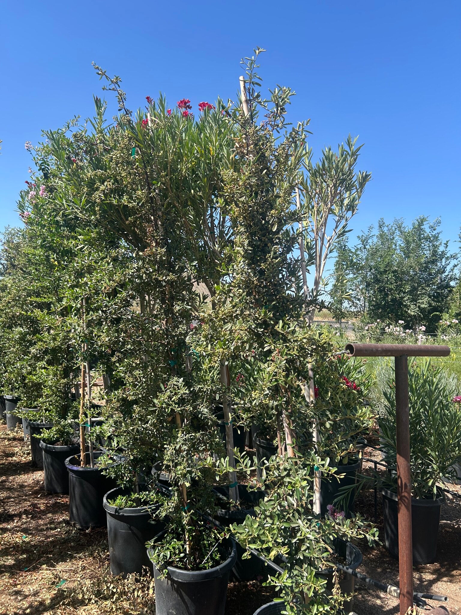 Pyracantha Staked