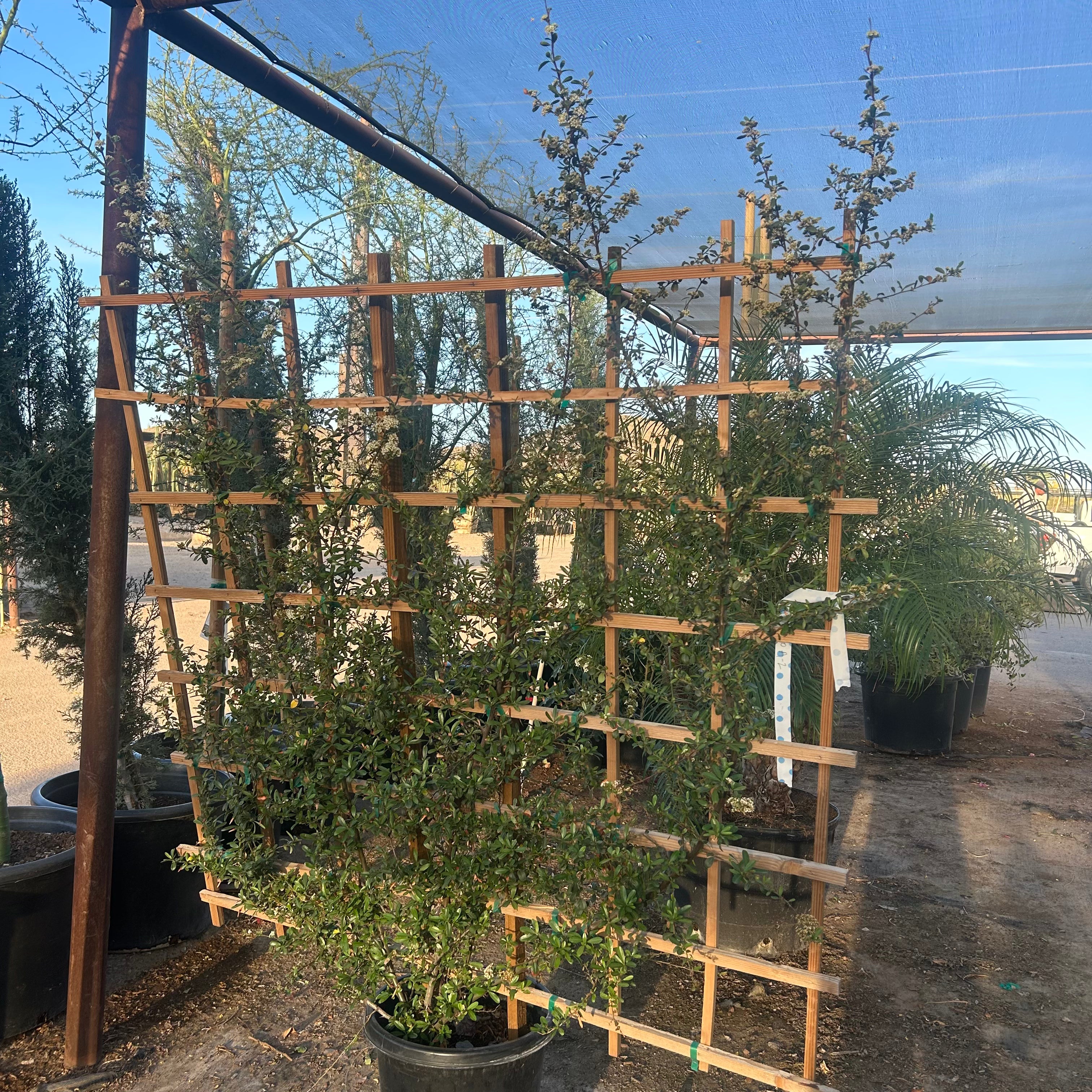 15 gallon Pyracantha Trellis (Pyracantha coccinea) in nursery pot — Phoenix, AZ