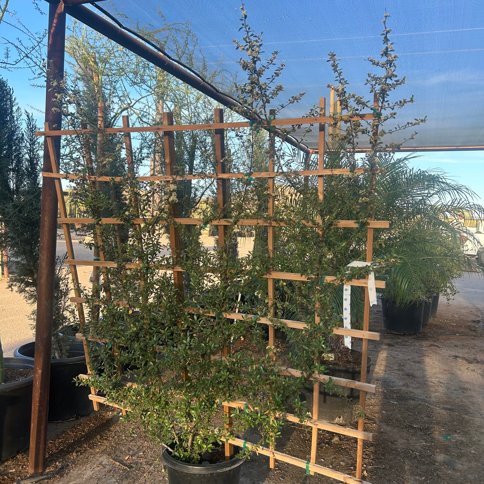 15 gallon Pyracantha Trellis (Pyracantha coccinea) in nursery pot — Phoenix, AZ