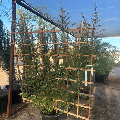 15 gallon Pyracantha Trellis (Pyracantha coccinea) in nursery pot — Phoenix, AZ