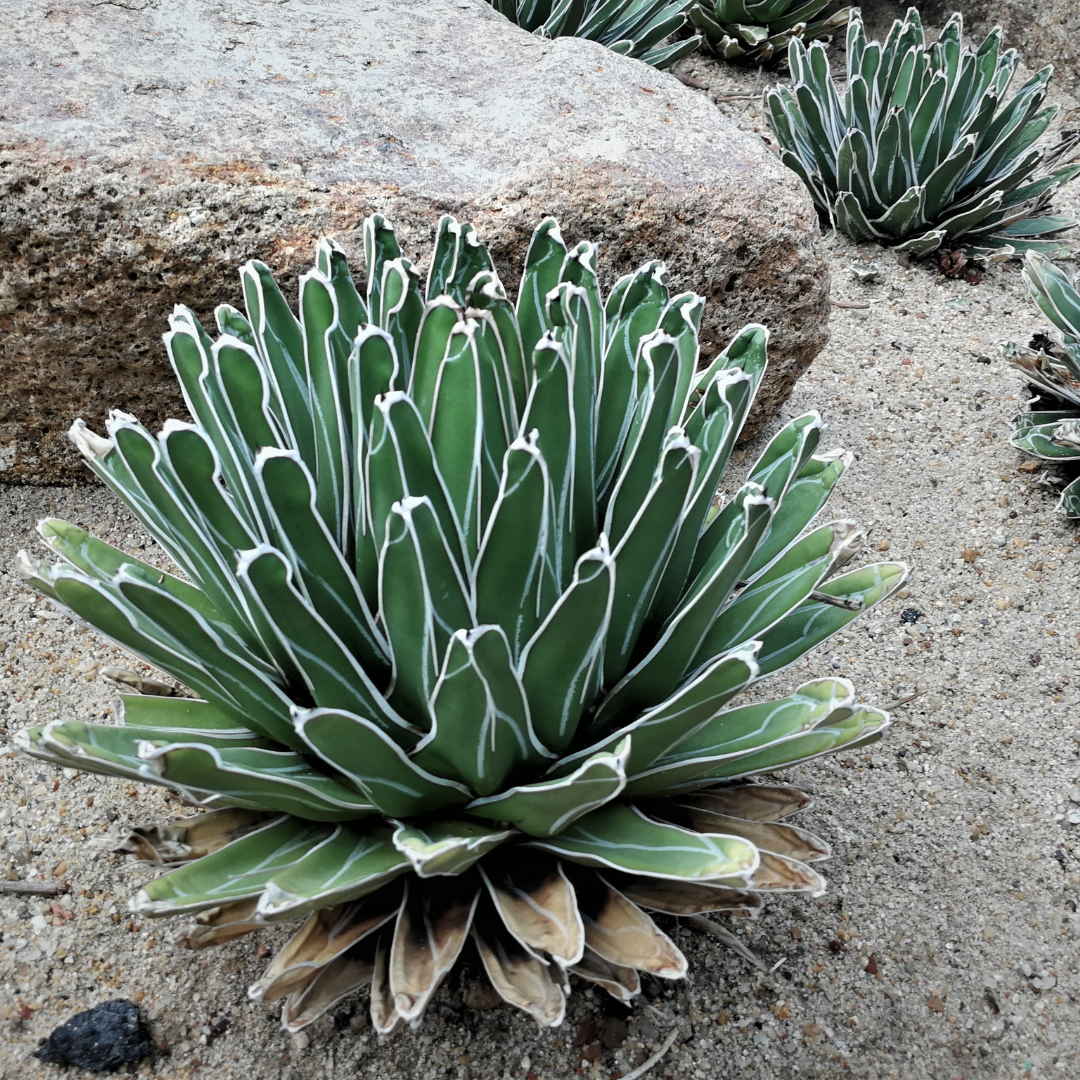 Queen Victoria Agave