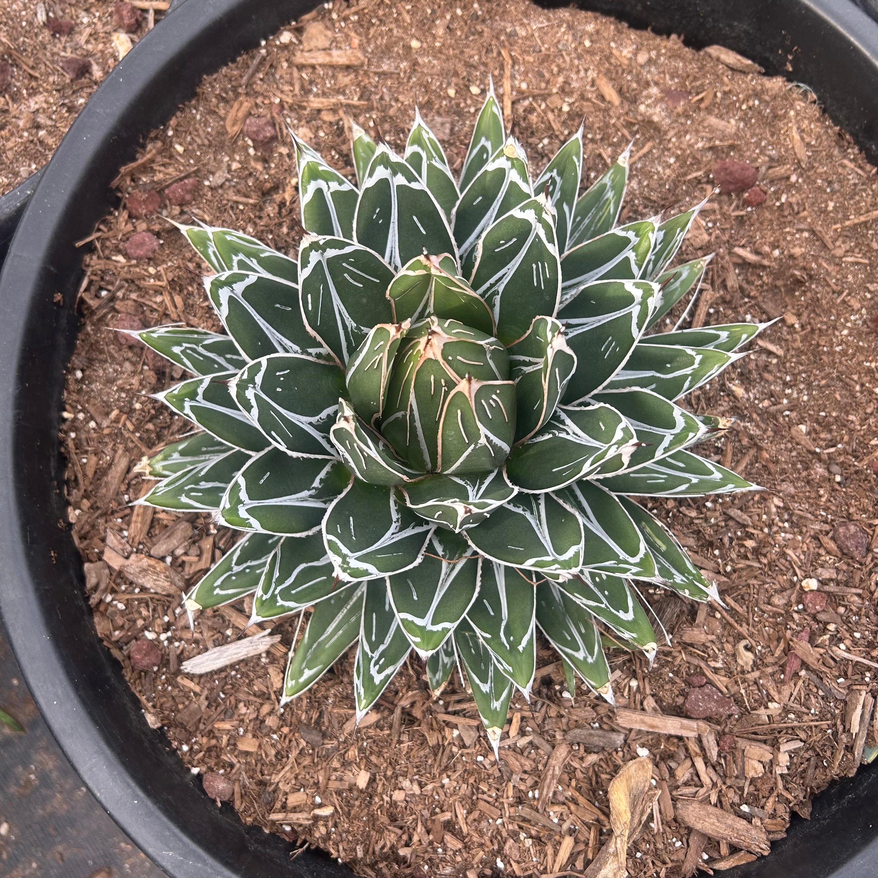 Buy Queen Victoria Agave Phoenix, AZ | Agave victoriae-reginae