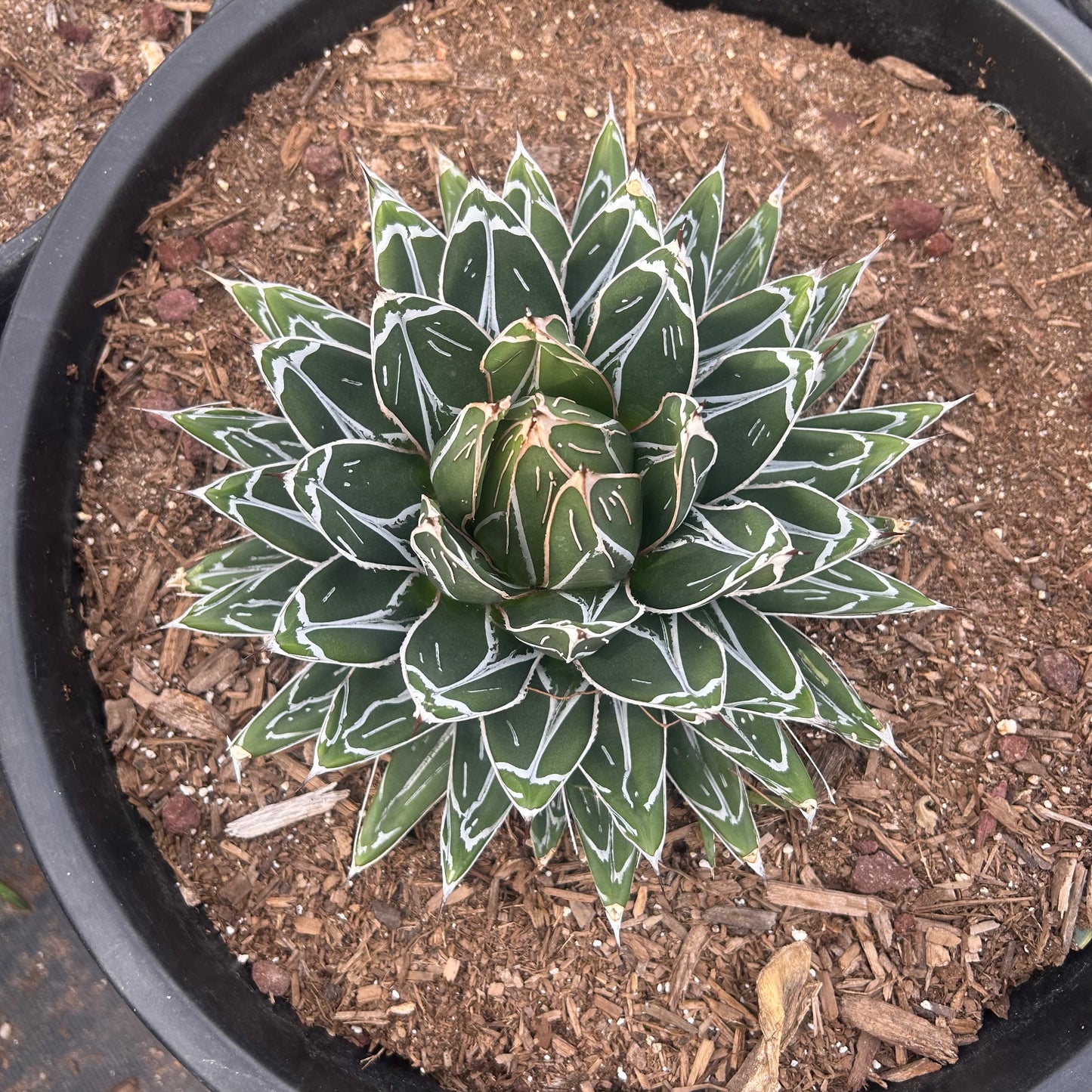 7 gallon Queen Victoria Agave (Agave victoriae-reginae) in nursery pot — Phoenix, AZ