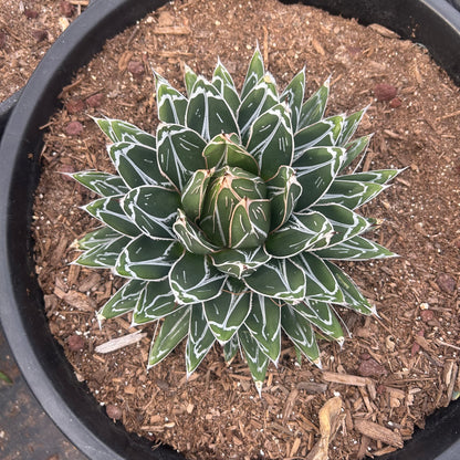 7 gallon Queen Victoria Agave (Agave victoriae-reginae) in nursery pot — Phoenix, AZ