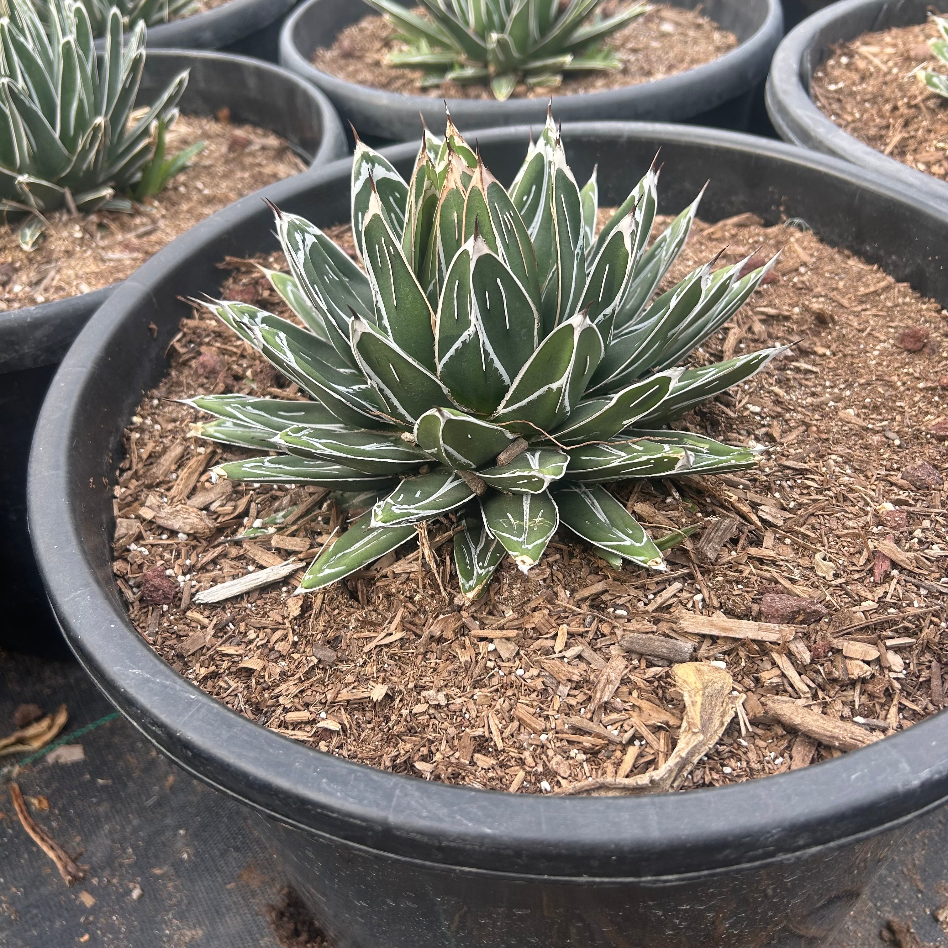 Buy Queen Victoria Agave Phoenix, AZ | Agave victoriae-reginae