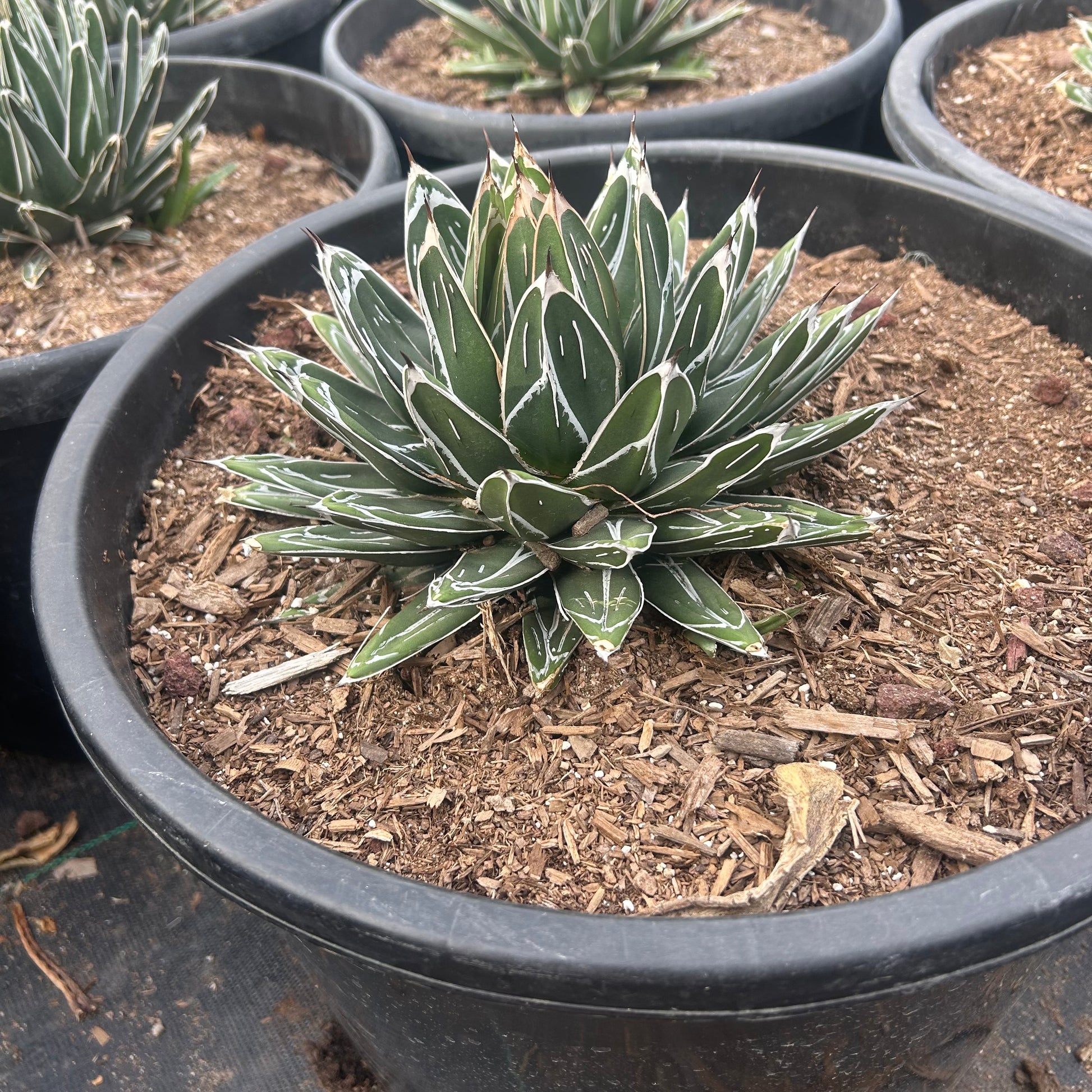7 gallon Queen Victoria Agave (Agave victoriae-reginae) in nursery pot — Phoenix, AZ