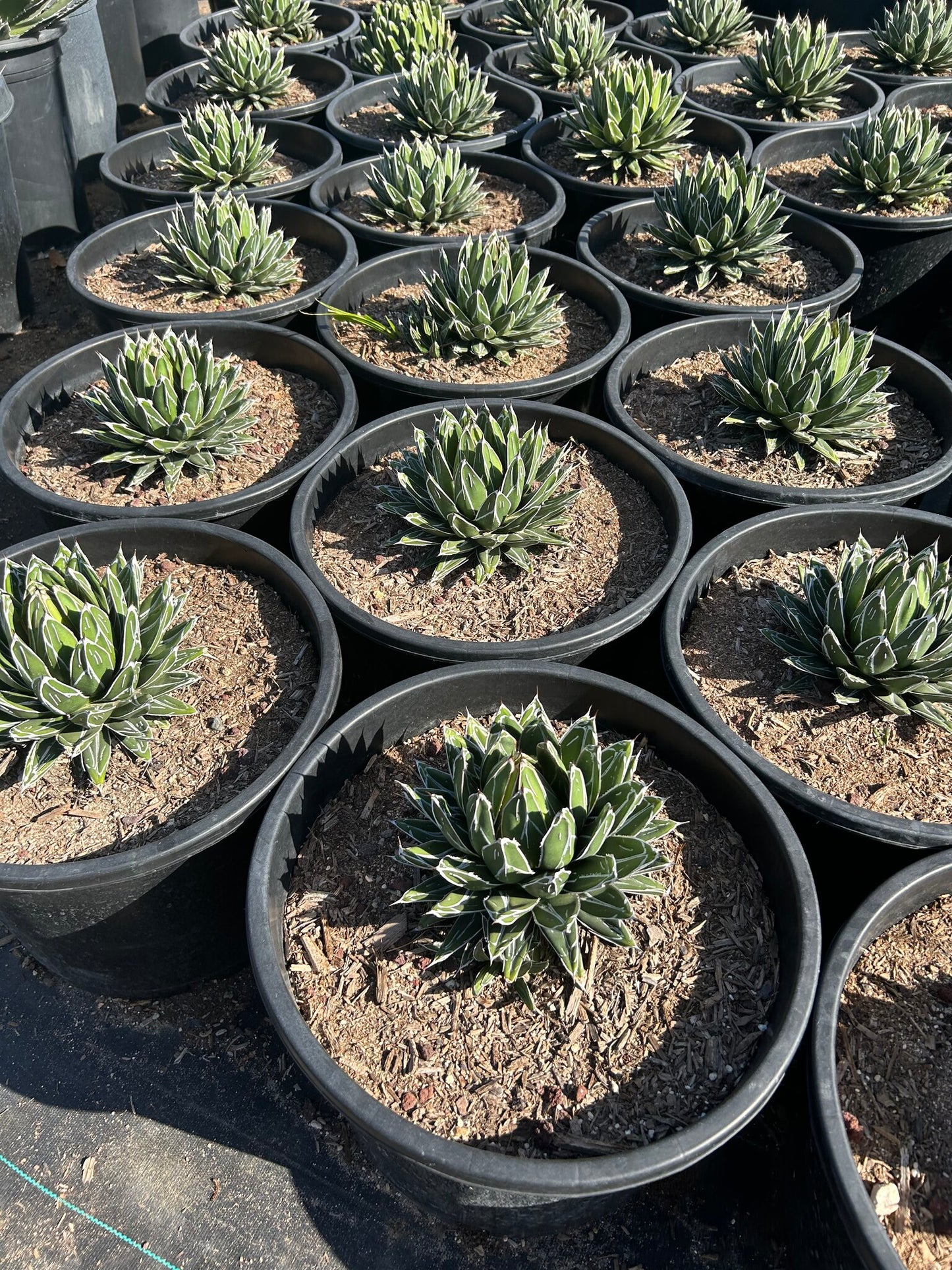 Queen Victoria Agave