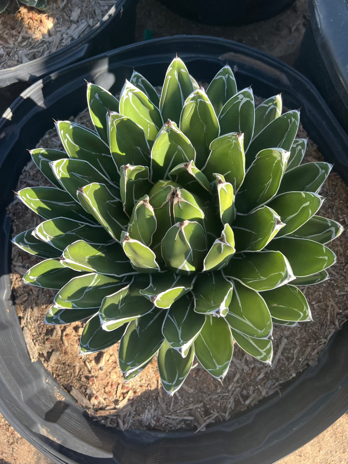 Queen Victoria Agave