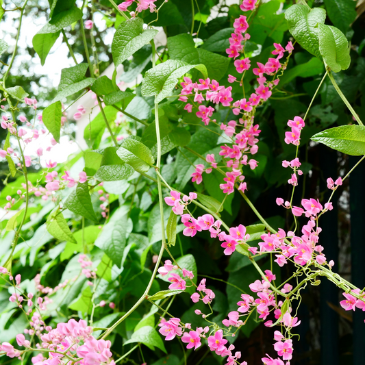 Queen's Wreath 'Pink'