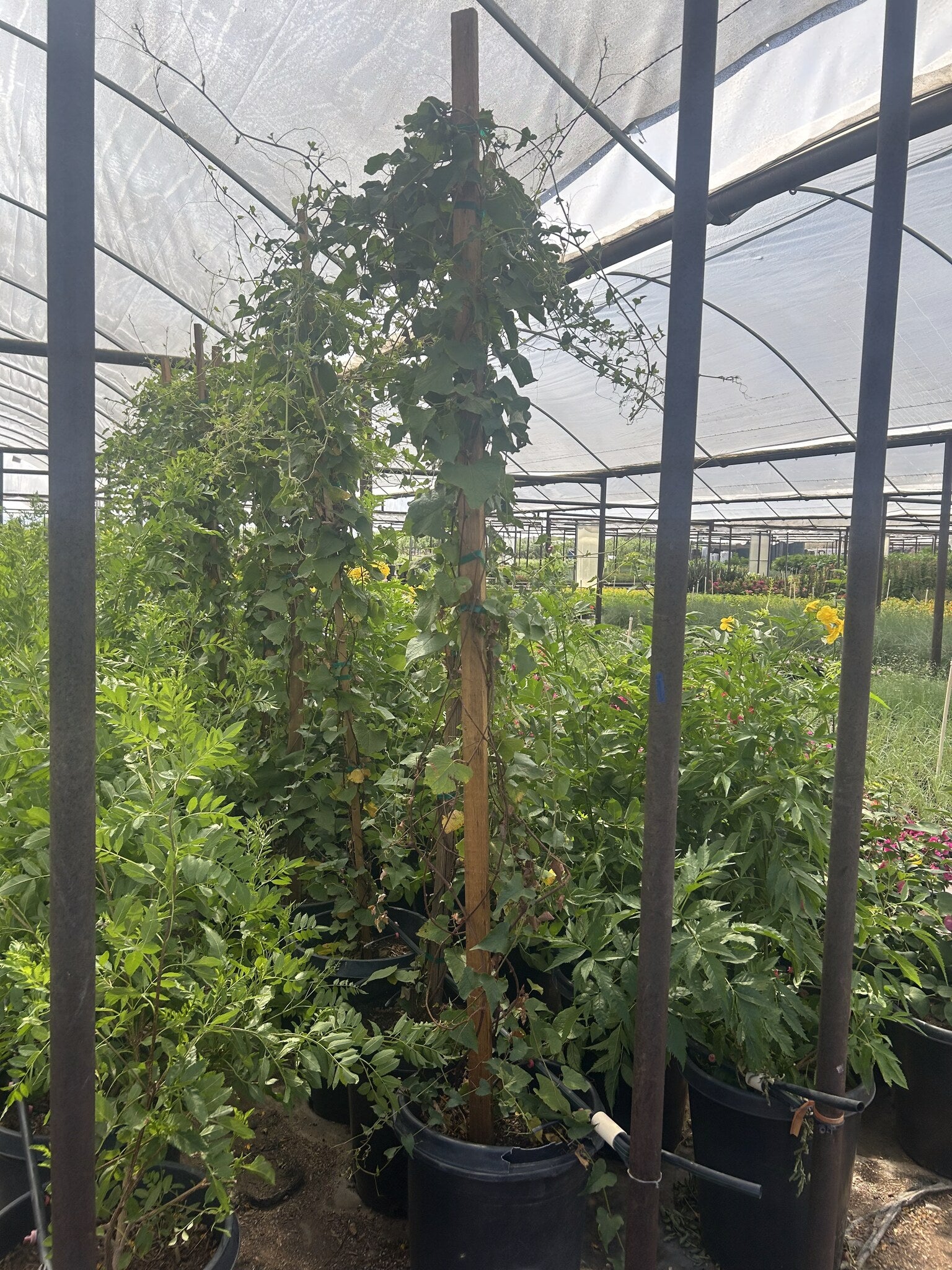 Queen's Wreath Pink 10/15 Gallon