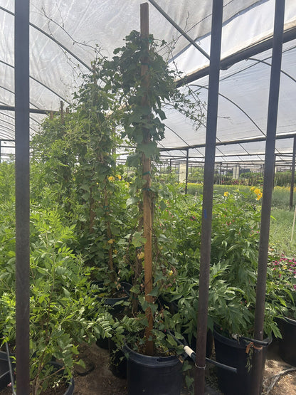 Queen's Wreath Pink 10/15 Gallon