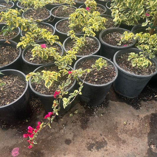 5 gallon Raspberry Ice Bougainvillea with variegated foliage and magenta bracts in nursery pots — Phoenix, AZ