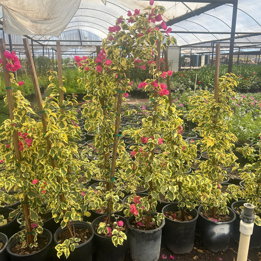 15 Gallon Bougainvillea Raspberry Ice Staked with variegated foliage and raspberry-pink bracts in nursery — Phoenix, AZ