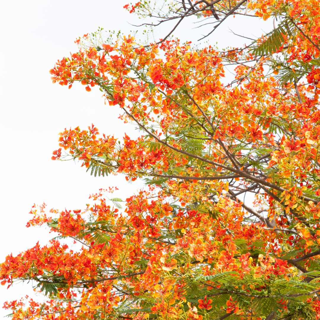 Red Bird of Paradise