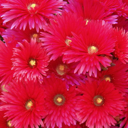 Red Spike Ice Plant
