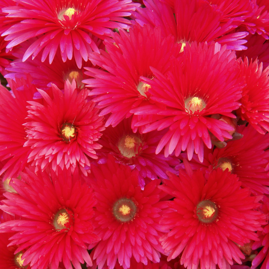 Red Spike Ice Plant