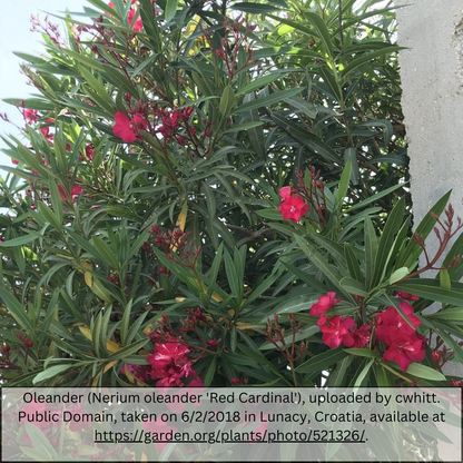 Red Oleander