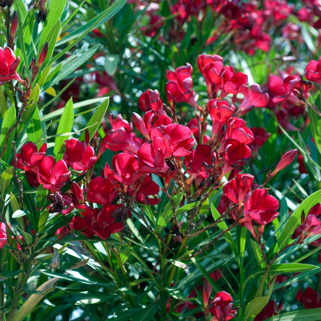 Dwarf Red Oleander