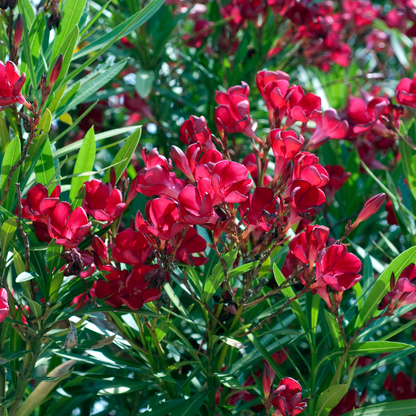 Dwarf Red Oleander (Nerium oleander 'Petite Red') compact shrub with vivid red blooms — Phoenix, AZ