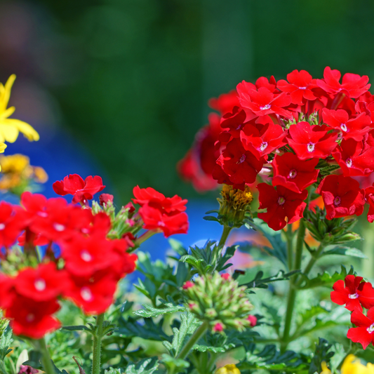 Red Verbena