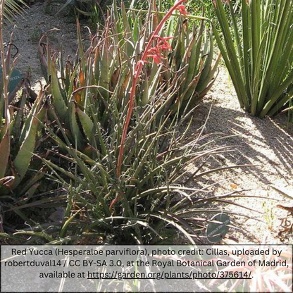 Red Yucca