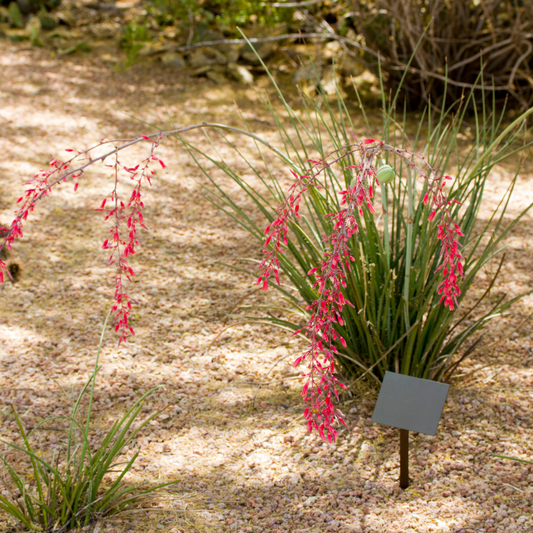 Red Yucca