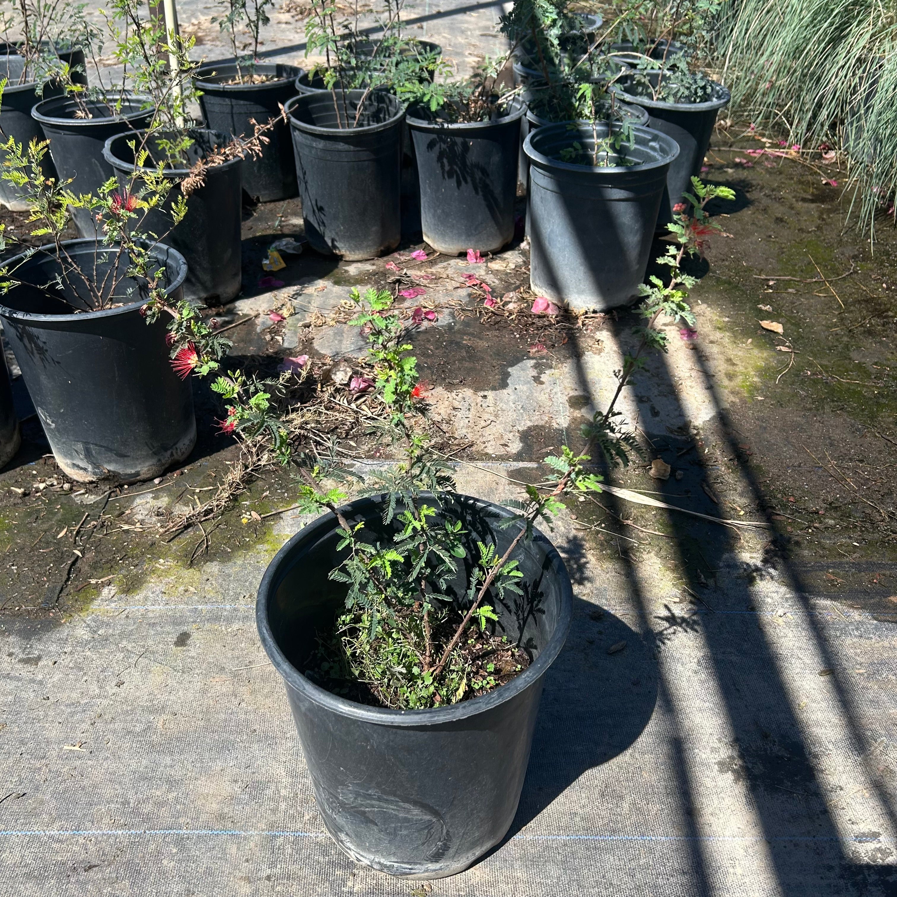 5 gallon Red Fairy Duster (Calliandra californica) in nursery pot — Phoenix, AZ