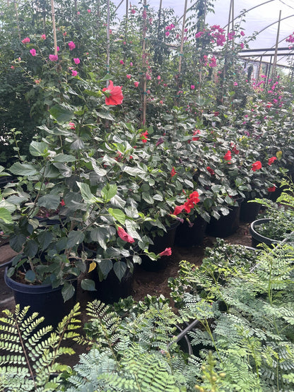 Red Hibiscus 10/15 Gallon