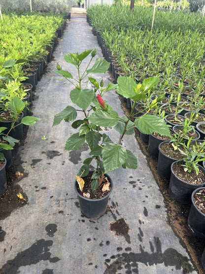 Red Hibiscus 1 Gallon